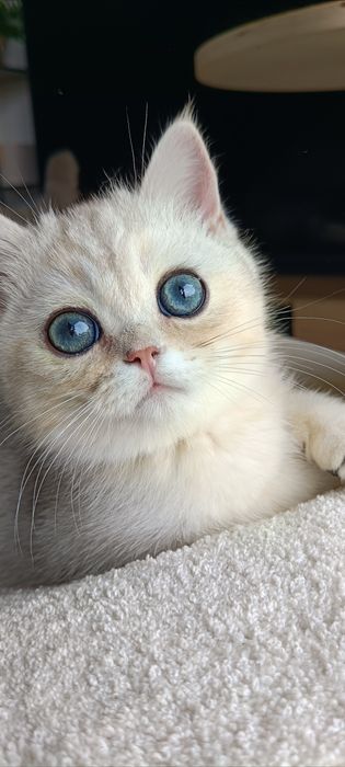 Kot szkocki scotishcat WCF