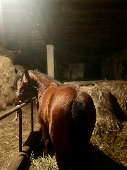 Garrano puro, muito manso