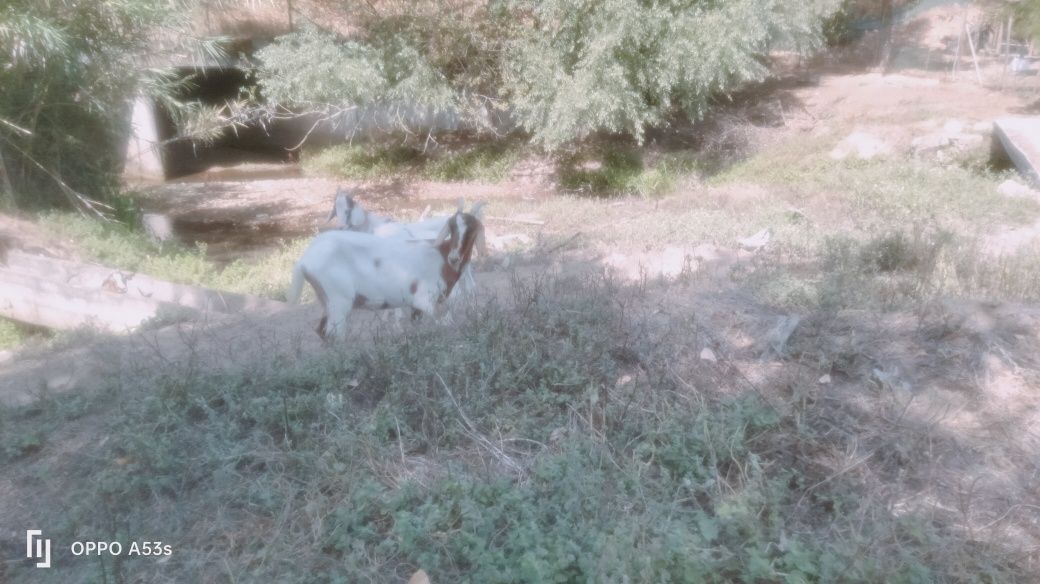 Vendo ou troco cabrito anglonubiano