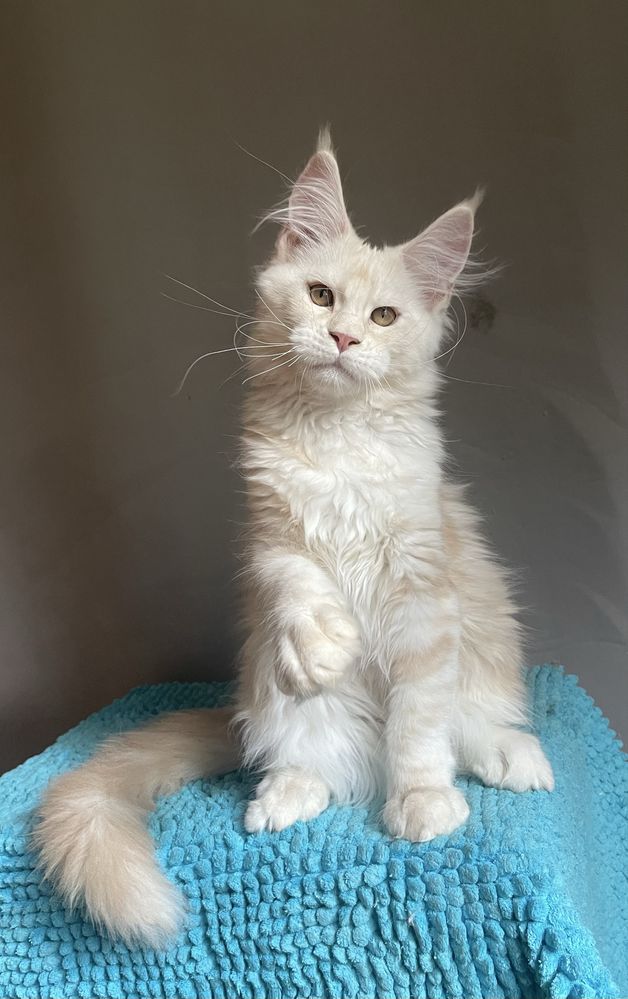 Мей-кун котенок