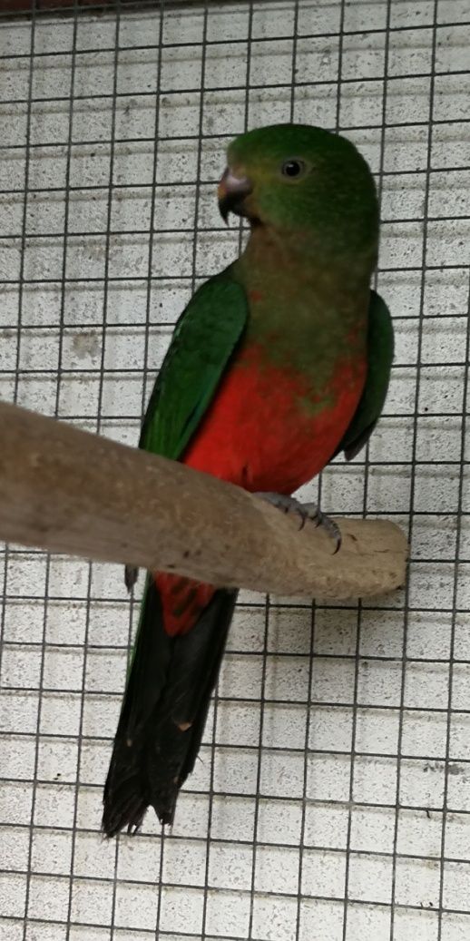 King-Parrot Australiano (Macho)