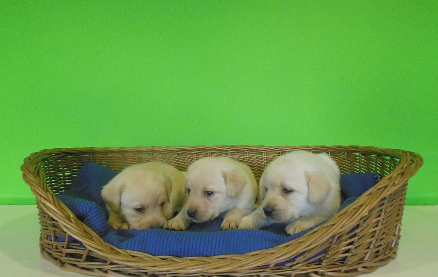 Labrador Retriever szczenię