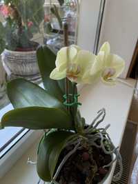 Орхидея цветущая (лимонная фаленопсис)