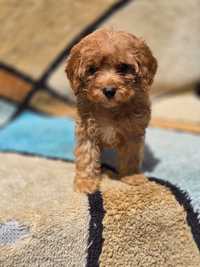 Cavapoo f1 dwumiesięczny piesek szczeniaczek red