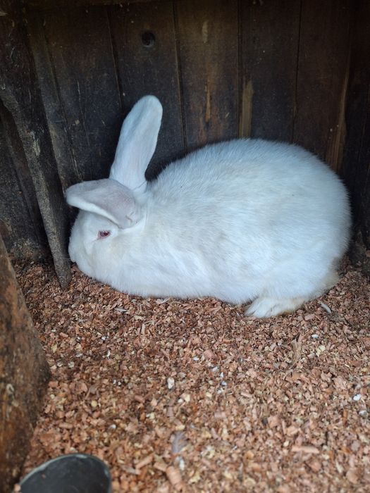 Kroliki nowozelandzkie,wiedenskie,burgundzkie