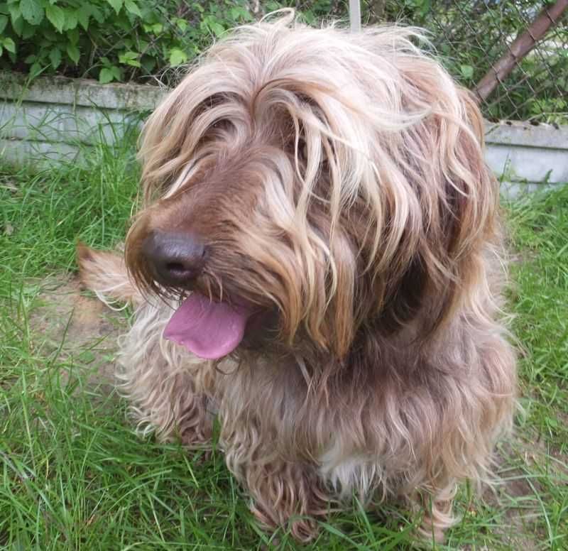 MIŁOSZ pies rudy,długi włos,krótkie łapy,oryginalny wygląd do adopcji