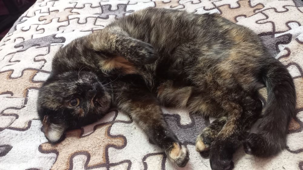 Киця стерилізована