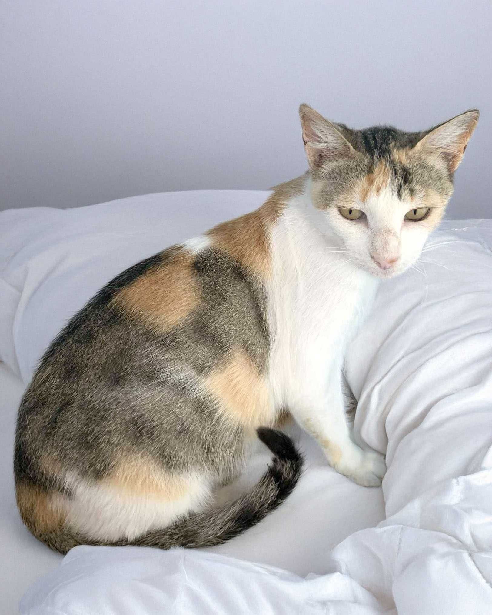 Setúbal / Margem Sul / Lisboa — LEOPOLDINA, gatinha para adoção