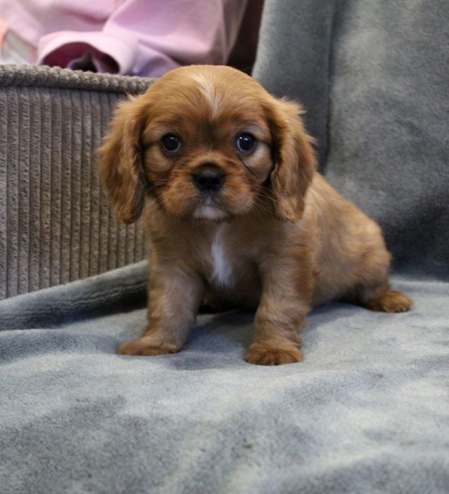 Cavalier King charles spaniel cudny chlopiec