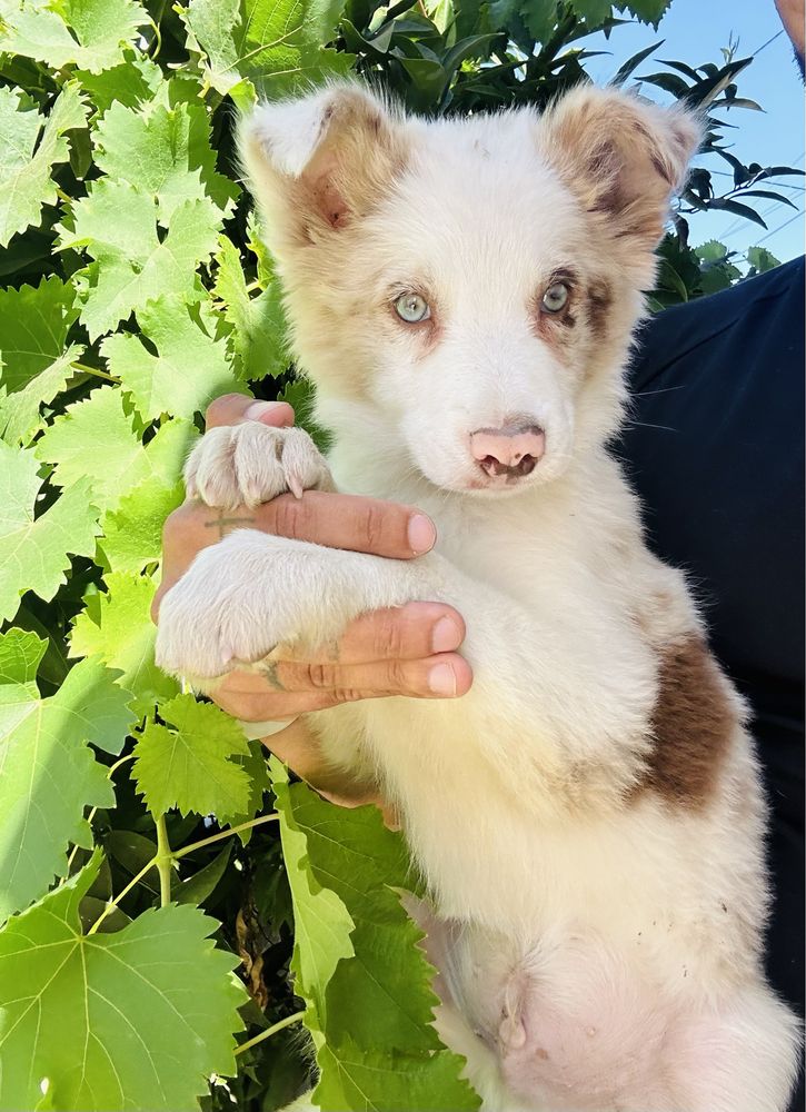 Menino border collie red merle um olho azul outro verde