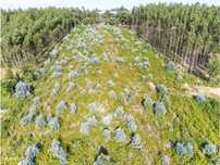Terreno com área de 7706m2, para construção de 14 moradias em Nogue...
