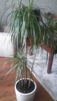 Kwiat DRACENA wysokość ok 1,6 m