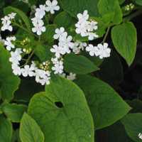 Brunnera Betty  Bowring- Flora Szczecin