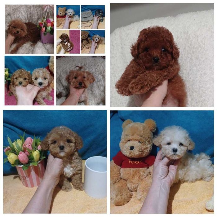 Сладкие пуделя детки Мальтипу есть Доставка по миру.