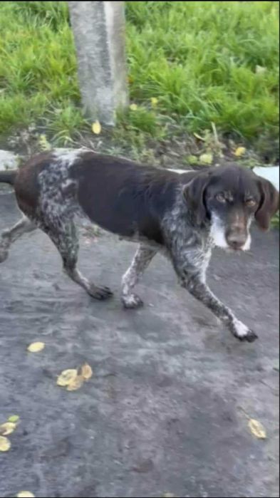 Віддаємо в добрі руки