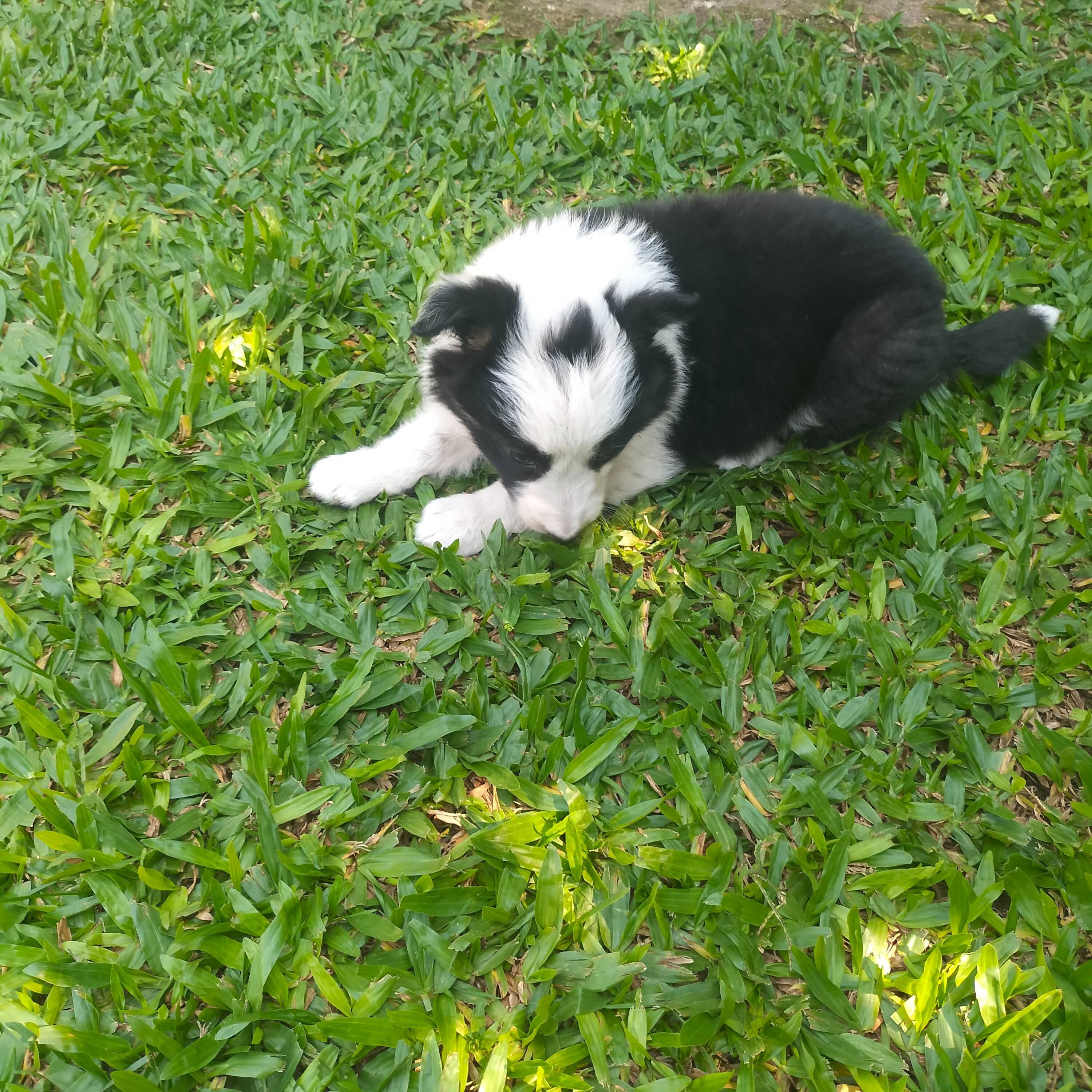 Border collie fêmea
