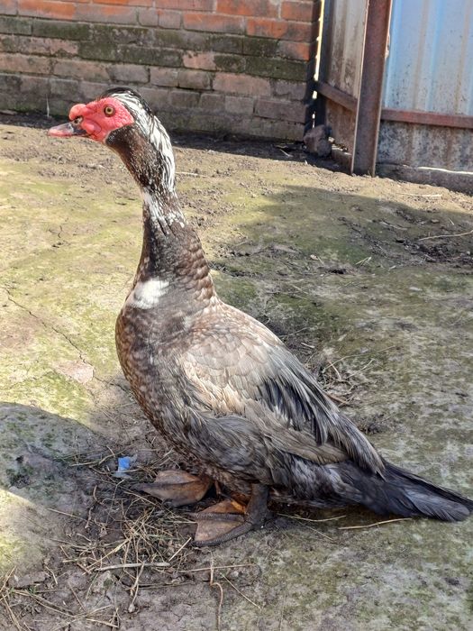 Інкубаційне яйце мускусних качок (індо качок)