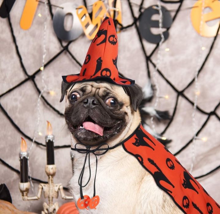 Kostiumy na Halloween dla psa - Peleryna kostiumowa z czapką