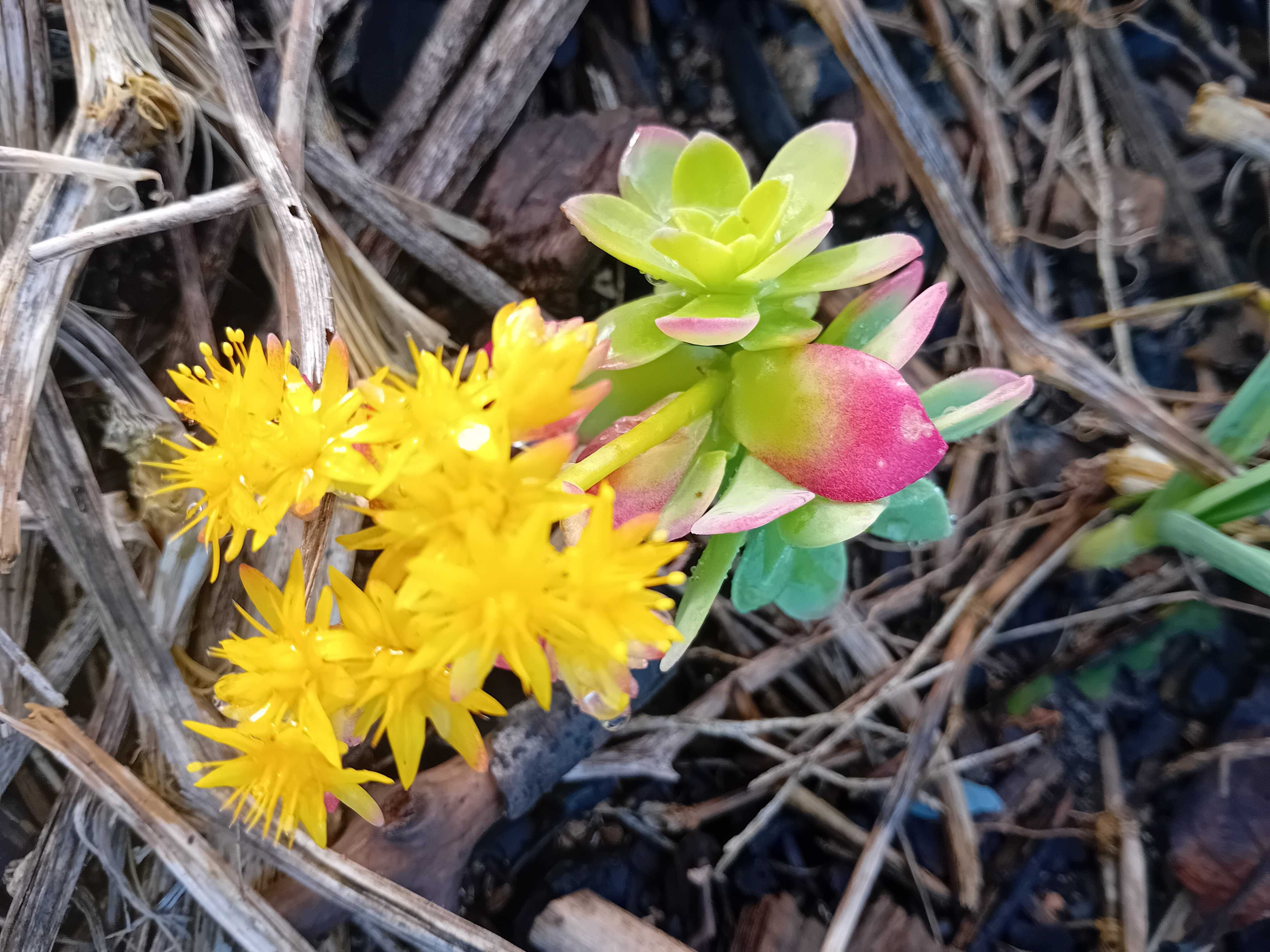 Sedum Palmerii suculenta