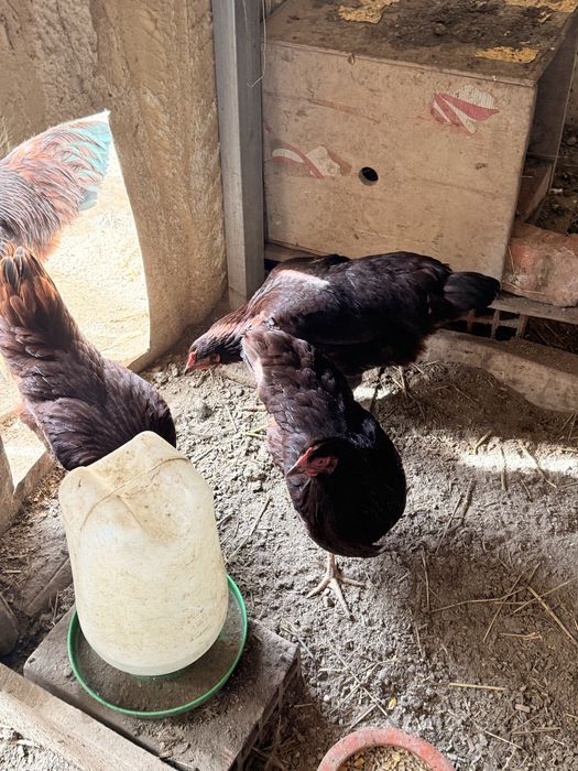 para o fim do ano  ovos galados rhode island red