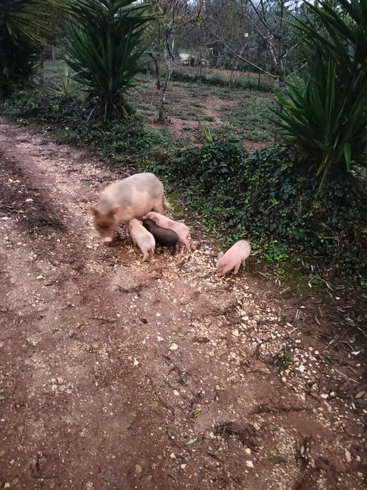 Mini pig muito pequeninos