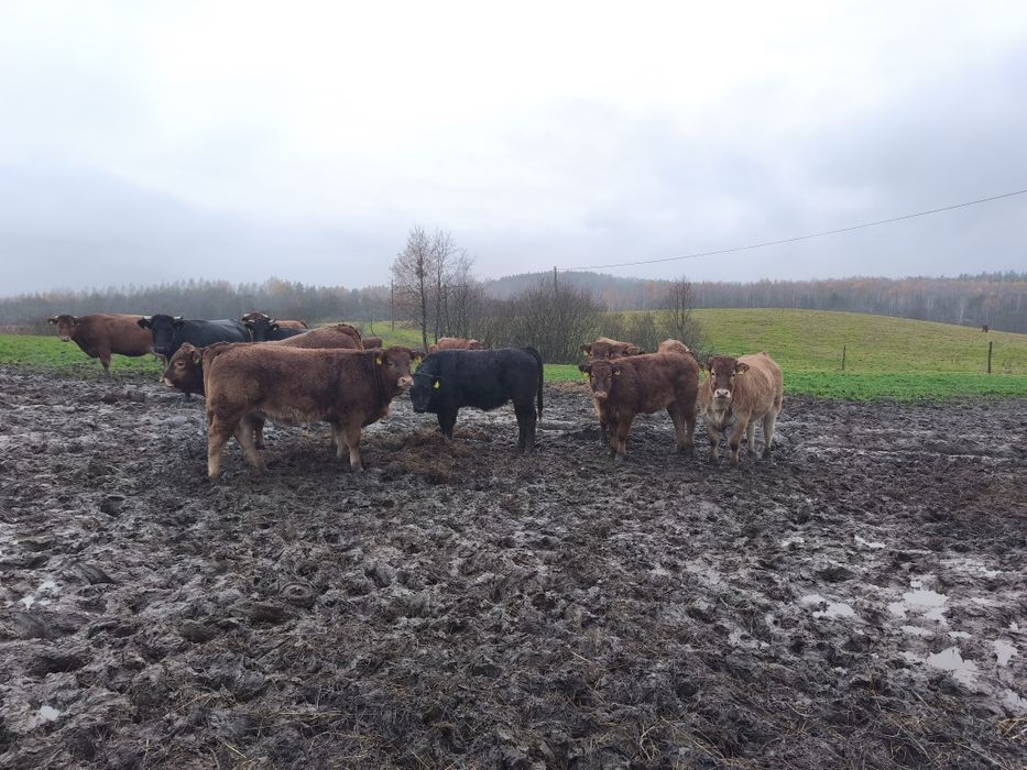 Byczki LM odsadki 10sztuk 8miesięcy