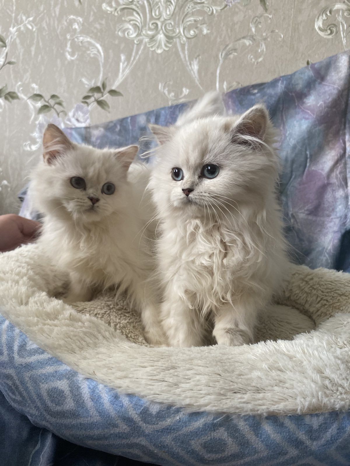 Білі синьоокі довгошерсні  кошенята