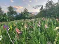 Cięte kwiaty mieczyki/gladiola