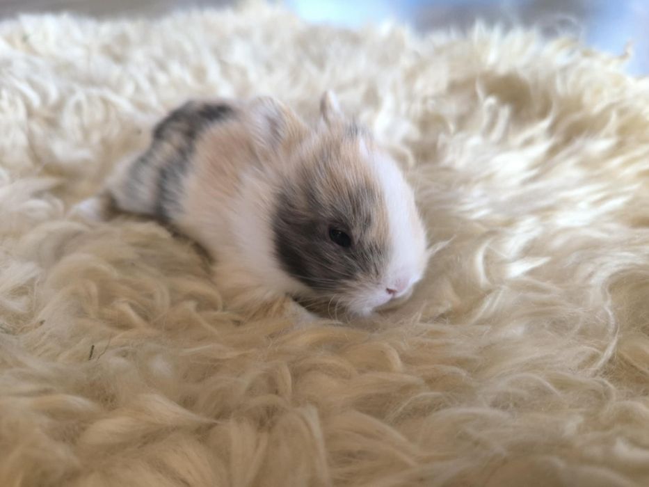 Lionhead Króliki miniaturki ostatnie 3 szt. REZERWACJA!!