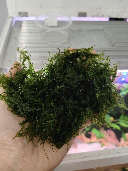 Mech Spiky Moss duża porcja