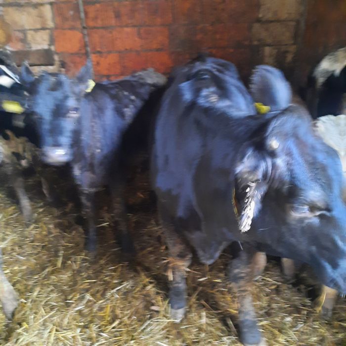 Sprzedam jalówki mieszańce limousine