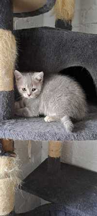 kotek brytyjski szylkret liliowy, krótkowłosy