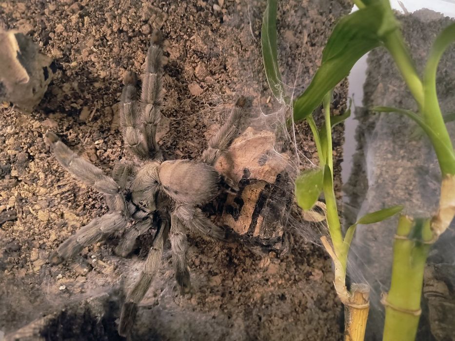 Ptasznik Psalmopoeus cambridgei samica