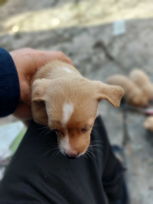 Adoção  6 cãozinho