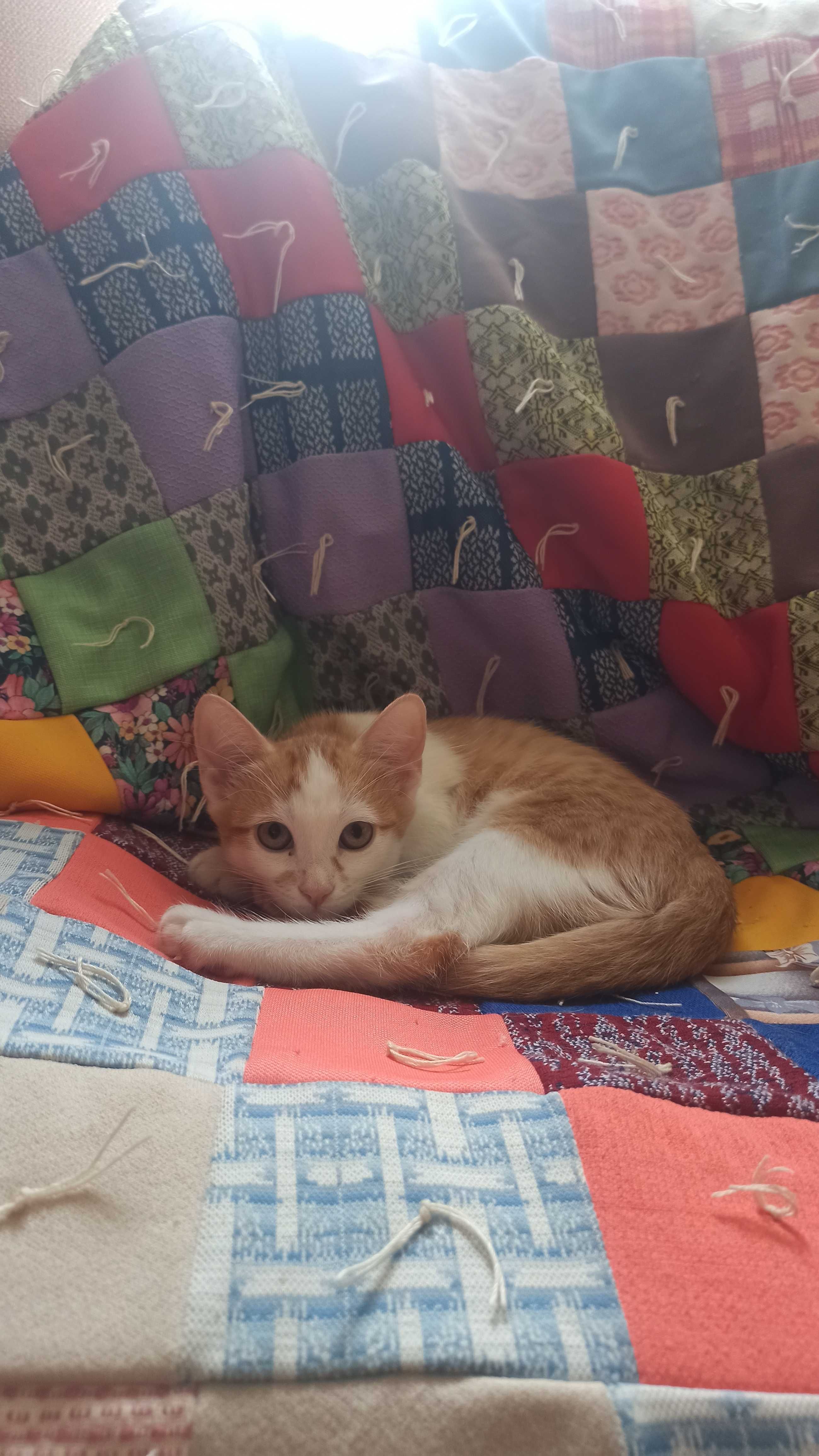 Котики 3 місяці, руденькі, віддам і хороші руки