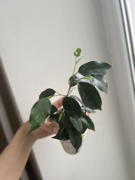 Фікус Денілайт молодий