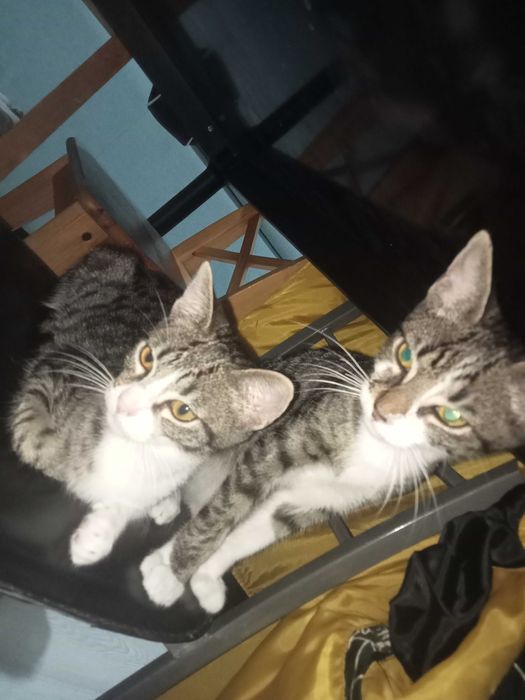 Gatinhos bebés a procura de uma família são gêmeos