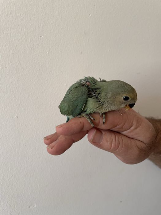 Agrapornis para acabar de criar à mão