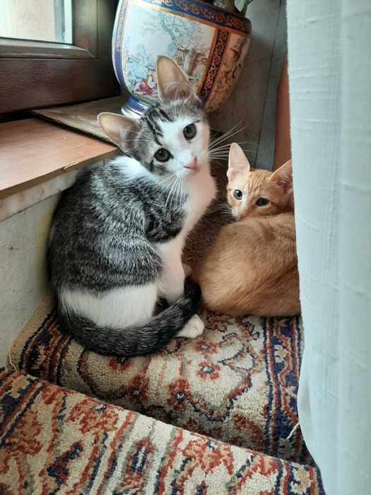 4 lindos gatinhos asseados, já comem e são muito brincalhões