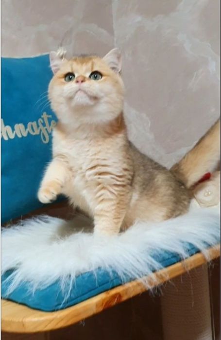 Золотой британський  шиншила