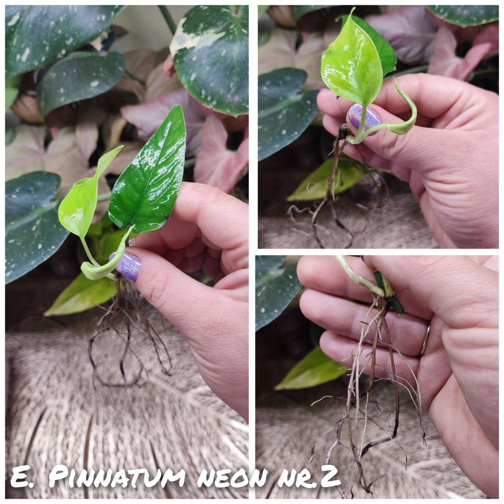 Epipremnum pinnatum neon