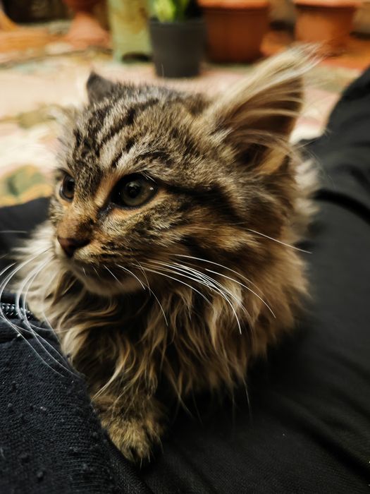 Віддам кошеня(вона)