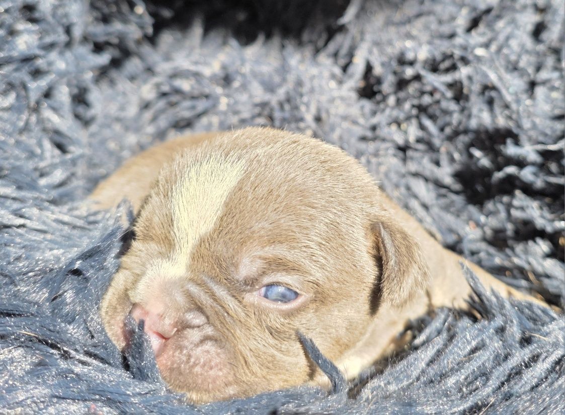 American bully pocket