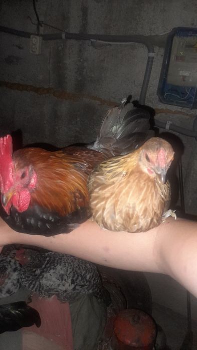 Продам пару молодих американських курей