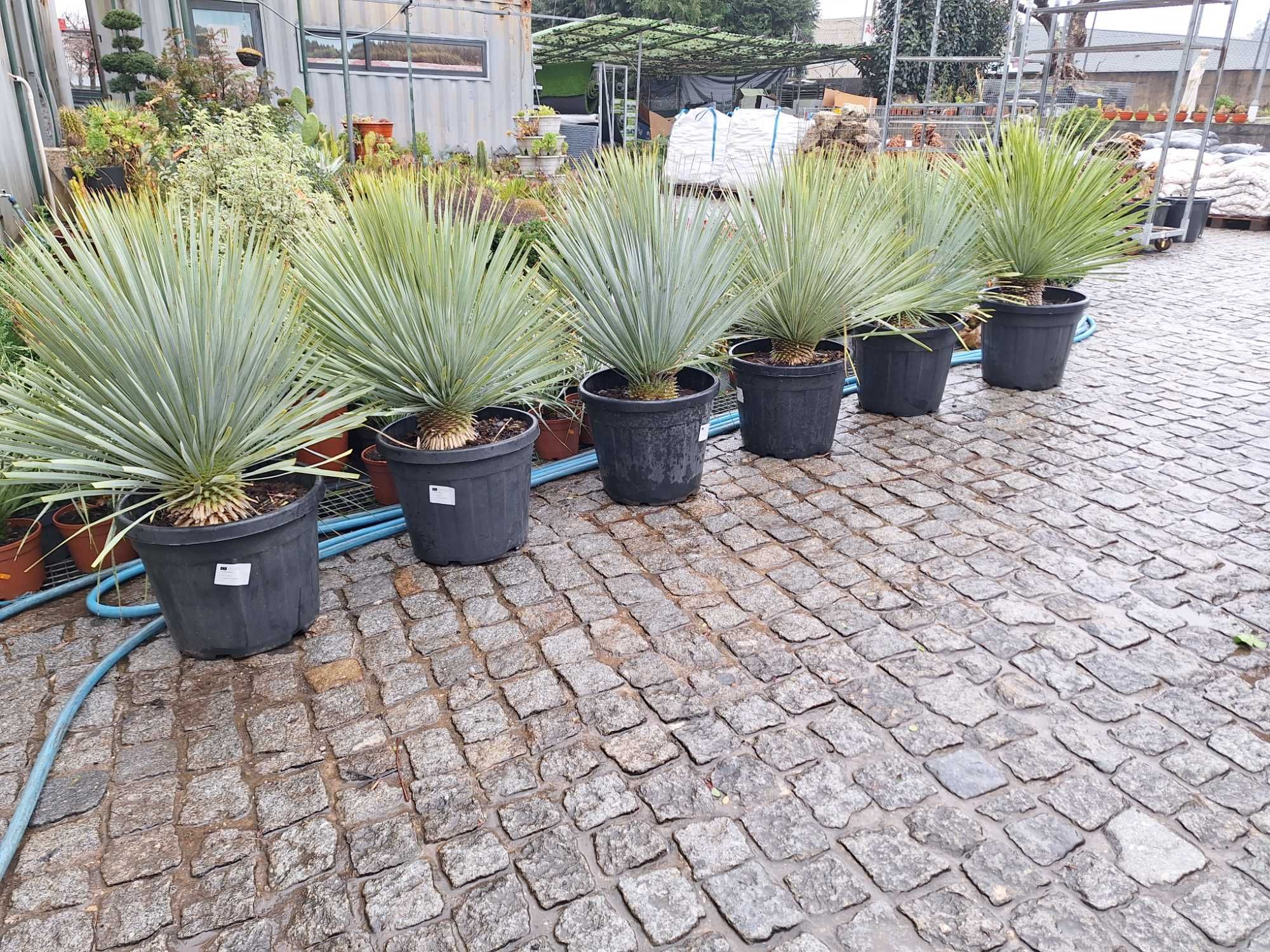Planta Yucca rostrata