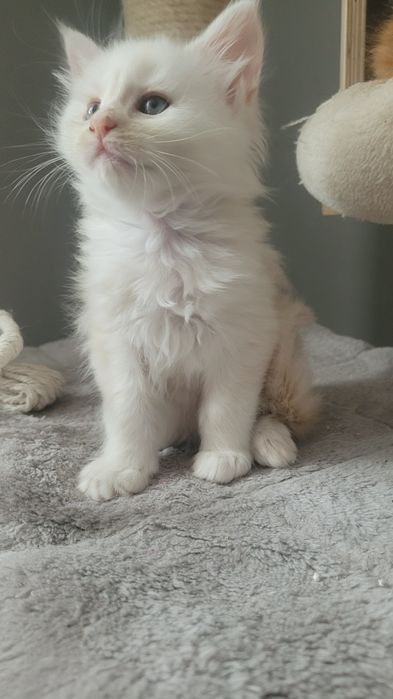 Kotka Maine Coon Coco FPL