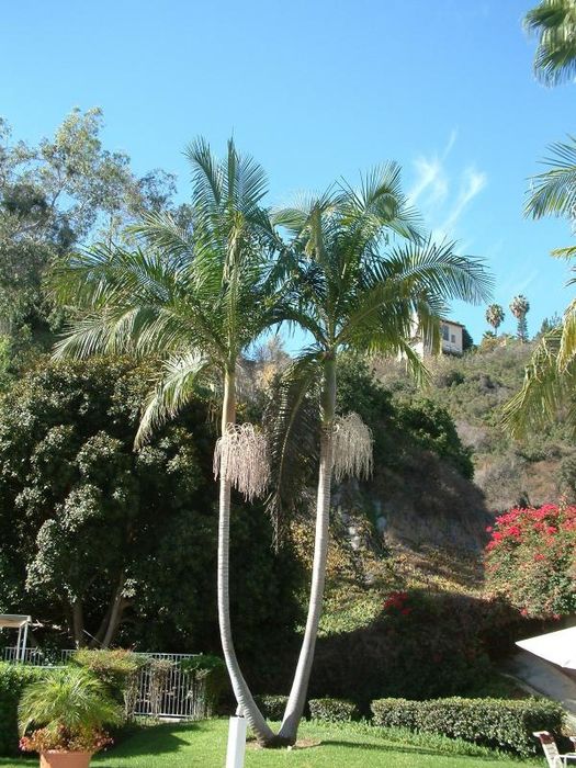 Palmeiras reais australianas ou Archontophoenix cunninghamiana