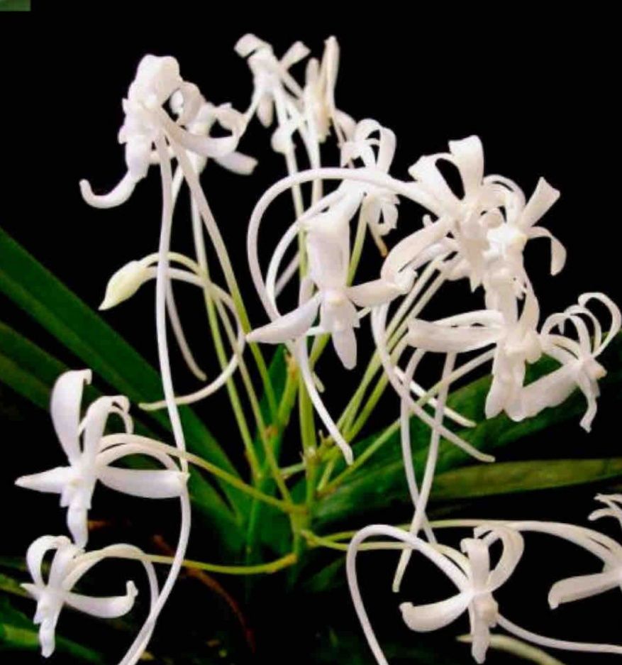 Орхидея Taeniophyllum obtusuma-1100грн;Neofinetia falkata;спатифиллум