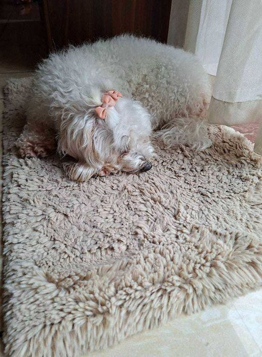 Mieszaniec maltańczyka suczka szuka domu