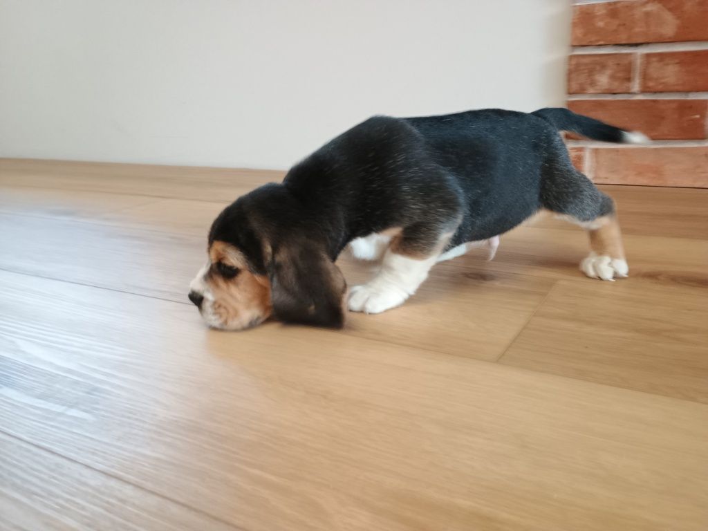 Piesek Beagle ZKWP FCI
